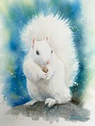 White Squirrel - prints available