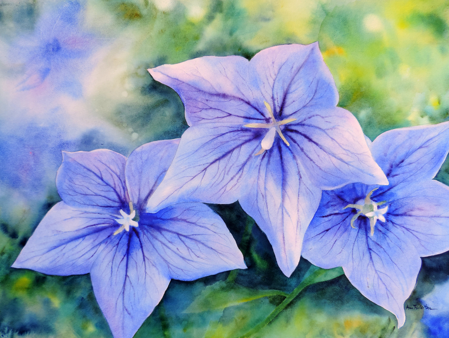 Balloon Flowers