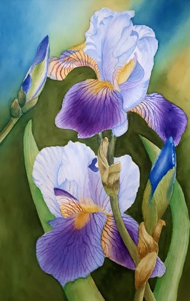 Blue Iris