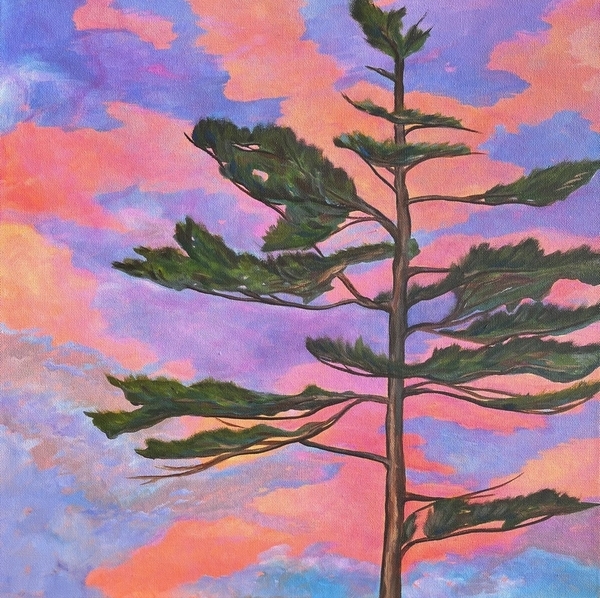 Pine at Sunset 20" x 20"