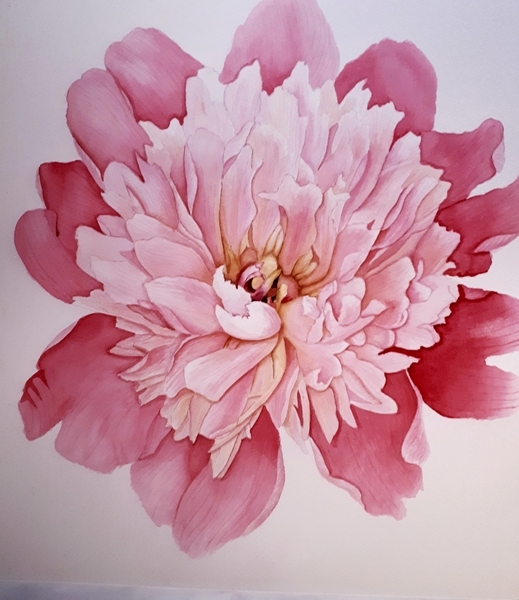 Nona's Peony