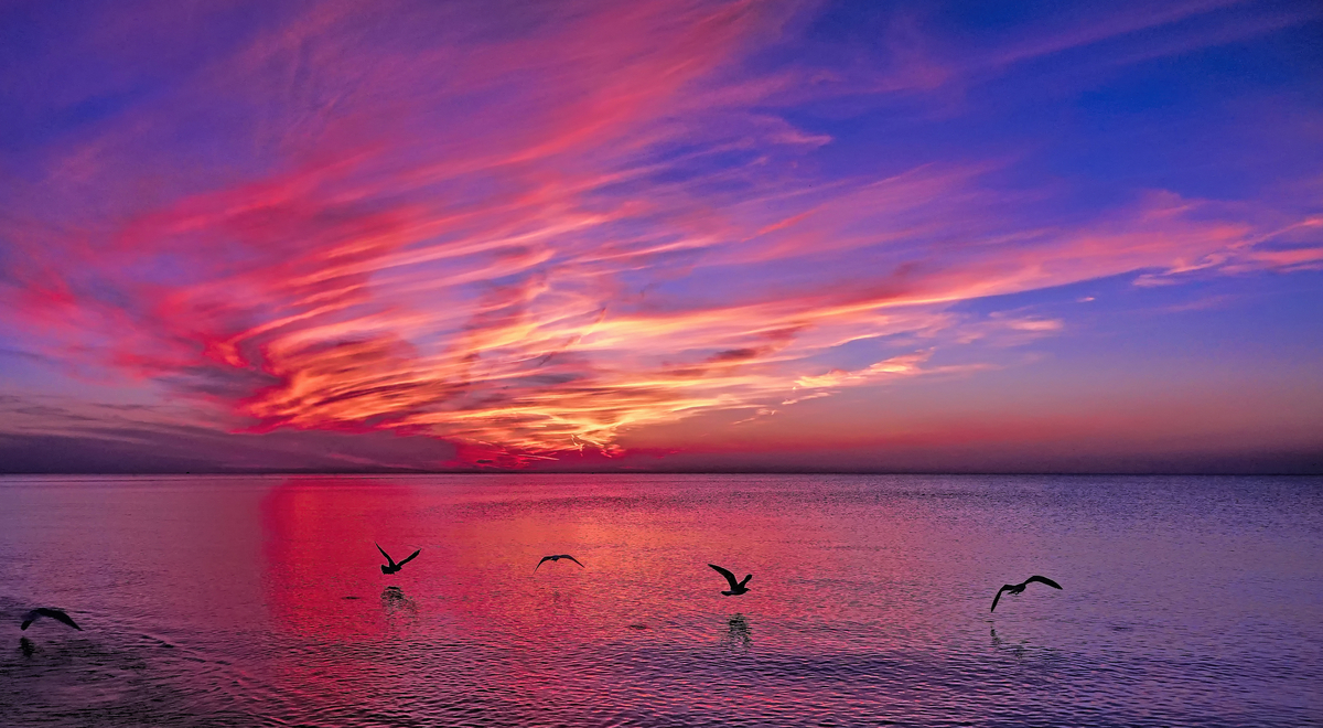 Seagulls at Sunset