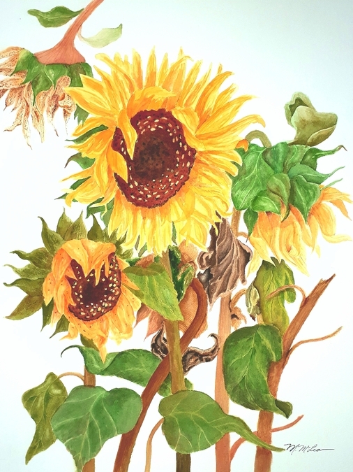 Summer Sunflowers