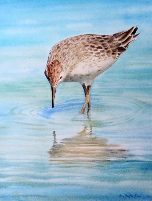 The Sandpiper