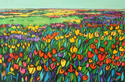 The Tulip Fields